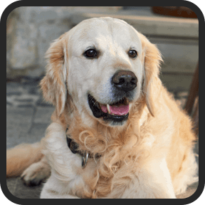 UltraK9 Pro customer review-2